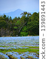 Beautiful mountains and natural scenery of nemophila flowers 139891443
