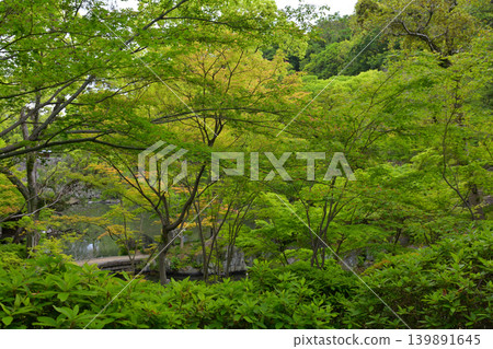 Wakayama Castle and Momijidani Garden Wakayama Castle and Momijidani Garden 139891645