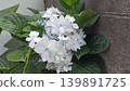 White hydrangea 139891725