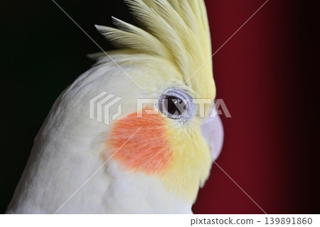 玄鳳鸚鵡 139891860
