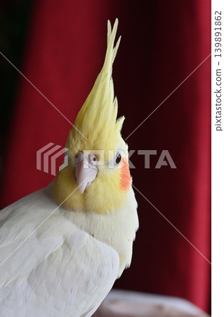 玄鳳鸚鵡 139891862