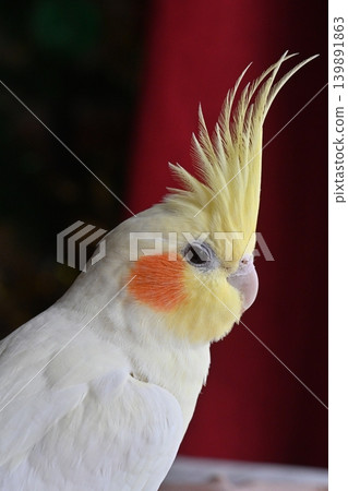 玄鳳鸚鵡 139891863
