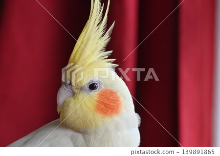 玄鳳鸚鵡 139891865