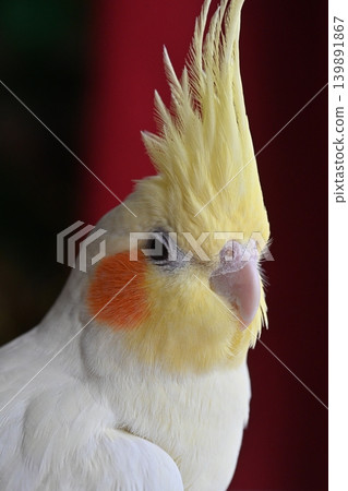 玄鳳鸚鵡 139891867