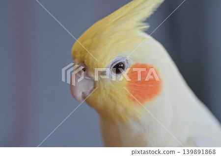 玄鳳鸚鵡 139891868