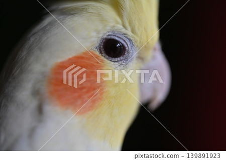 玄鳳鸚鵡 玄鳳鸚鵡 139891923