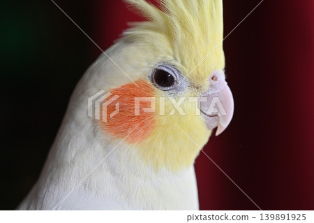 cockatiel cockatiel 139891925