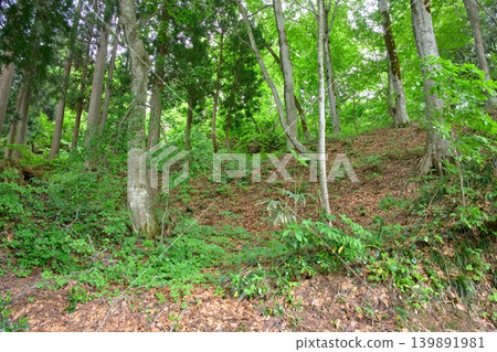 Deep in the forest 139891981