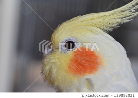 玄鳳鸚鵡 139892021