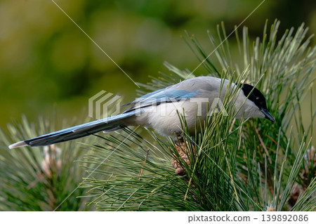A beautiful wild bird with light blue feathers (a long-tailed tit) and a pine tree. 139892086