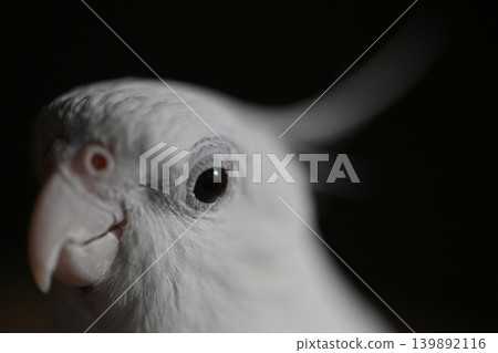 玄鳳鸚鵡 玄鳳鸚鵡 139892116