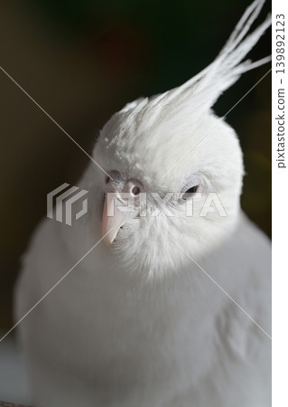 玄鳳鸚鵡 玄鳳鸚鵡 139892123
