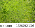 Fresh green leaves reflected on the water's surface 139892136