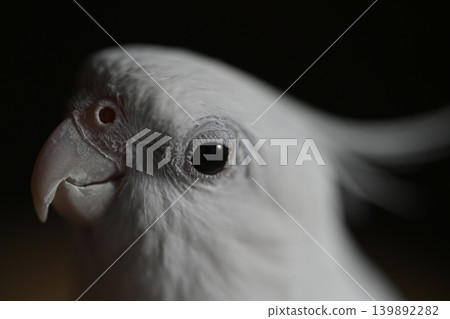 玄鳳鸚鵡 139892282