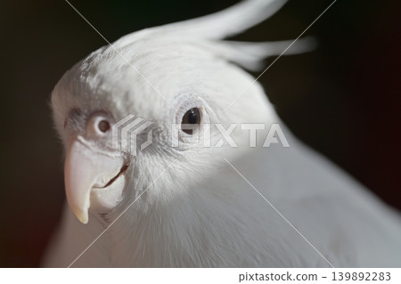 玄鳳鸚鵡 玄鳳鸚鵡 139892283