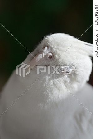 玄鳳鸚鵡 玄鳳鸚鵡 139892284