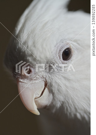 玄鳳鸚鵡 139892285