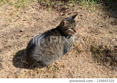 Pheasant cat on a dead grass Pheasant cat on a dead grass 139892328