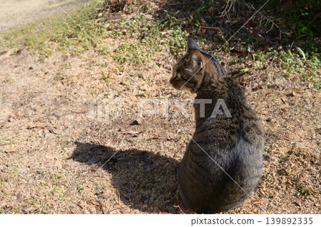 Pheasant cat on a dead grass Pheasant cat on a dead grass 139892335