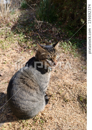 Pheasant cat on a dead grass Pheasant cat on a dead grass 139892374