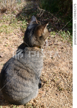 Pheasant cat on a dead grass Pheasant cat on a dead grass 139892375