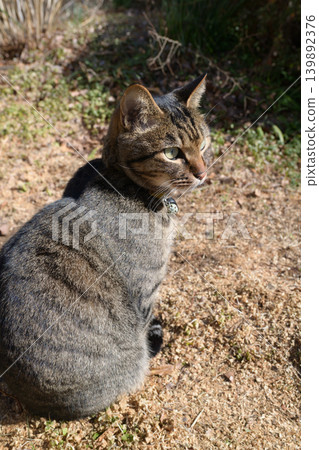 Pheasant cat on a dead grass Pheasant cat on a dead grass 139892376