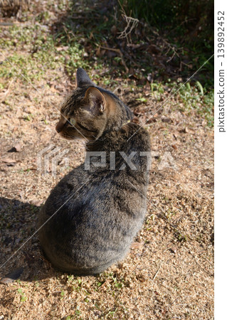 Pheasant cat on a dead grass Pheasant cat on a dead grass 139892452