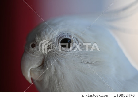 玄鳳鸚鵡 139892476