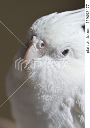 玄鳳鸚鵡 玄鳳鸚鵡 139892477