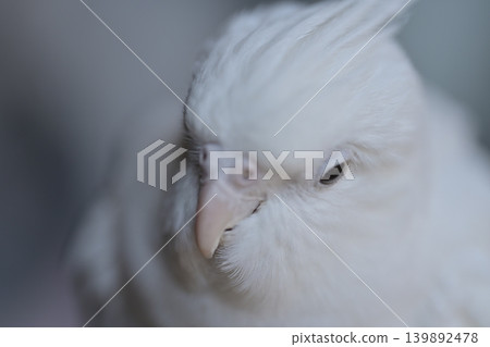 玄鳳鸚鵡 玄鳳鸚鵡 139892478