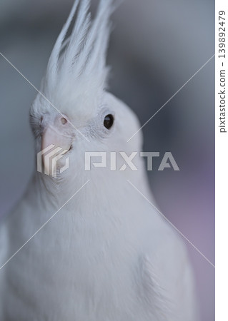 cockatiel cockatiel 139892479
