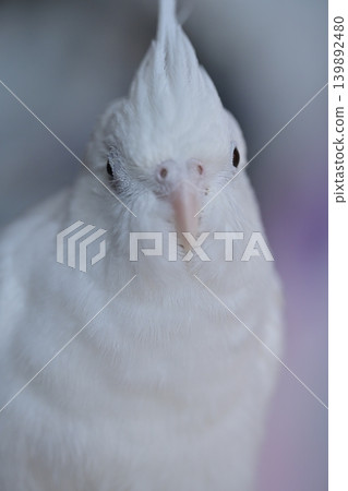 玄鳳鸚鵡 139892480