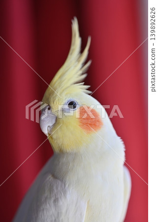 cockatiel cockatiel 139892626