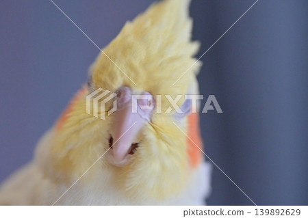玄鳳鸚鵡 139892629