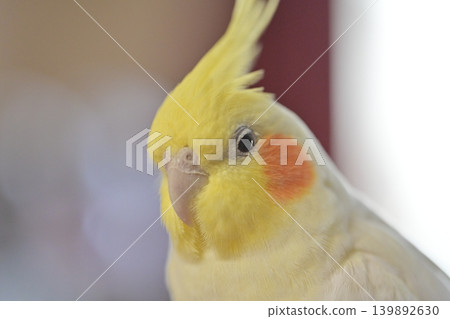 玄鳳鸚鵡 玄鳳鸚鵡 139892630