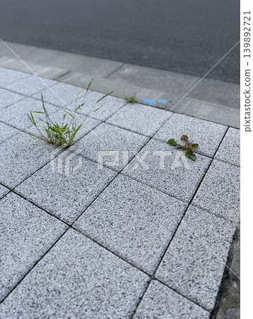 Plants sprouting in the gaps of the sidewalk / The plants Plants sprouting in the gaps of the sidewalk / The plants 139892721