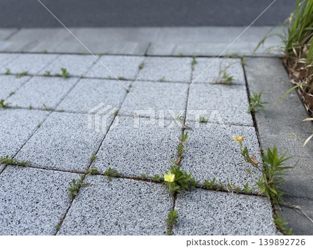 Plants sprouting in the gaps of the sidewalk / The plants Plants sprouting in the gaps of the sidewalk / The plants 139892726