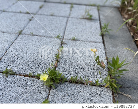 Plants sprouting in the gaps of the sidewalk / The plants Plants sprouting in the gaps of the sidewalk / The plants 139892727