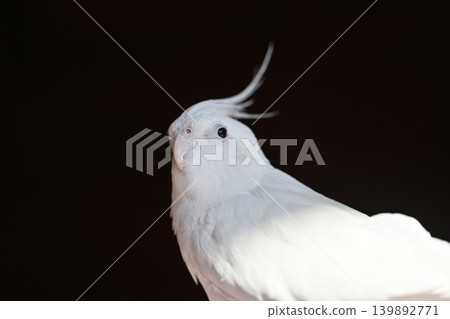 玄鳳鸚鵡 139892771