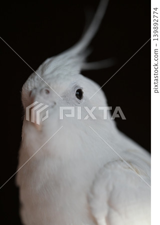 玄鳳鸚鵡 139892774