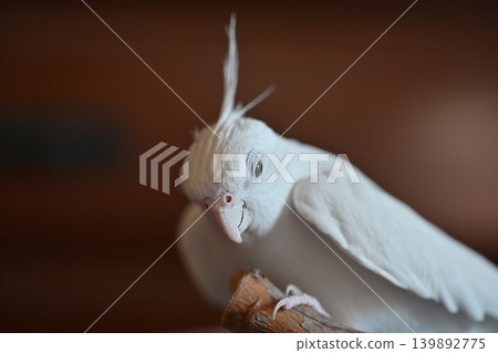玄鳳鸚鵡 139892775