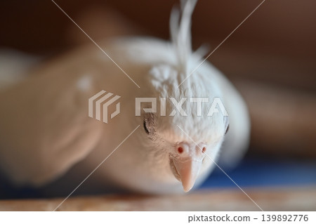 玄鳳鸚鵡 139892776