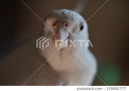 玄鳳鸚鵡 139892777