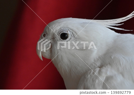 玄鳳鸚鵡 139892779