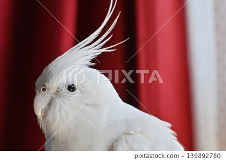 玄鳳鸚鵡 139892780