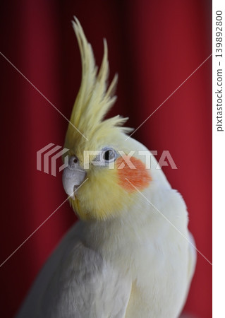 玄鳳鸚鵡 玄鳳鸚鵡 139892800