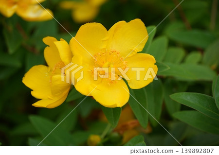 Yellow flowers of Quincebai Yellow flowers of Quincebai 139892807