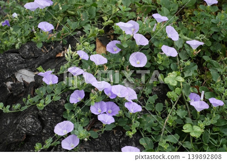 Roadside flowers Roadside flowers 139892808