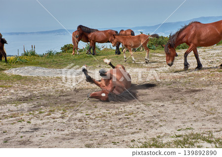 Wild horse rolling on the ground at Alto de Xiabre to protect itself from insects in Galicia Wild horse rolling on the ground at Alto de Xiabre to protect itself from insects in Galicia 139892890