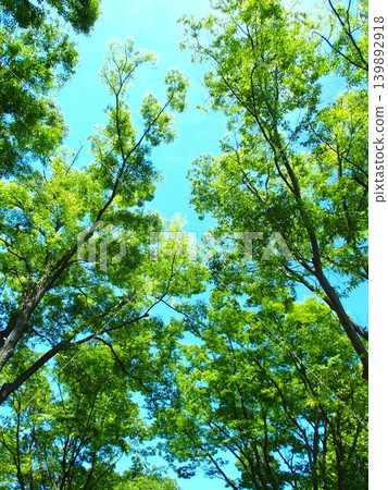 Fresh green zelkova and blue sky in early summer park 139892918